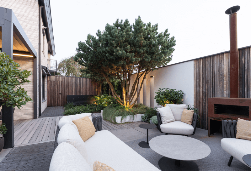 meerstammige pinus in mediterraanse moderne achtertuin