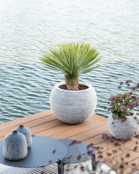 Moderne potten met mediterrane beplanting en een palmboom op een vlonderterras, voor een tropische uitstraling in de tuin.